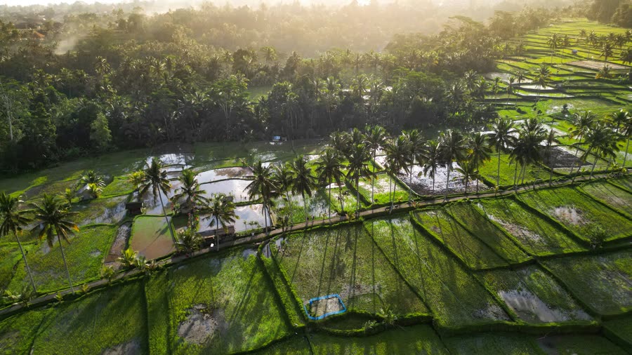 Terasering sawah hijau